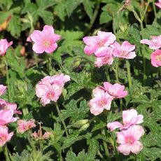 Geranium endressii  'Wargrave Pink'