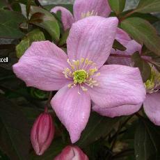 Clematis montana  'Fragrant Spring'