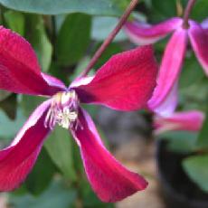 Clematis texensis  'Greavety Beauty'