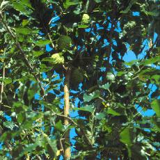 Maclura pomifera