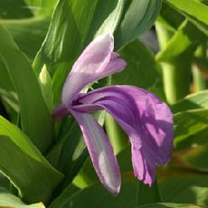 Roscoea purpurea