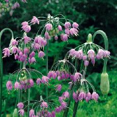 Allium cernuum  'Hidcote'