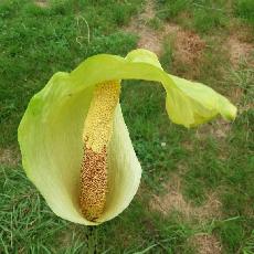 Arum creticum