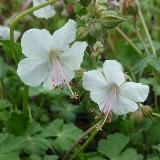 Geranium x cantabrigiense  'Biokovo'