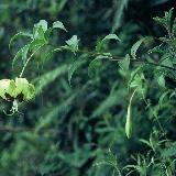 Lilium nepalense