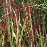 Imperata cylindrica  'Rubra'