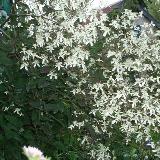 Clematis recta  'Purpurea'